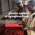 Café Grains Moka d'Éthiopie Sidamo 1kg - 2